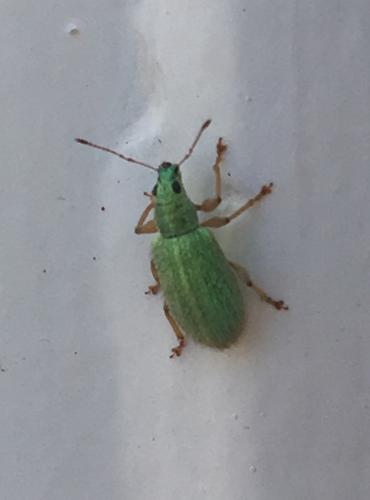 Réf. 231 034 : Polydrusus sp.